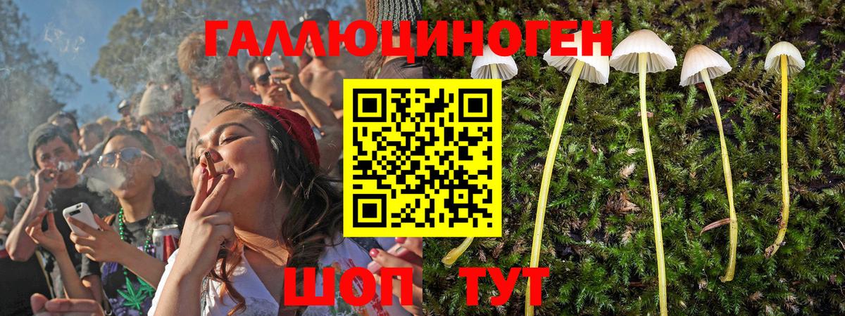 Галлюциногенные грибы Psilocybe  Чайковский 